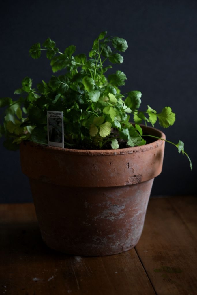 potted cilantro herb on a wooden counter top