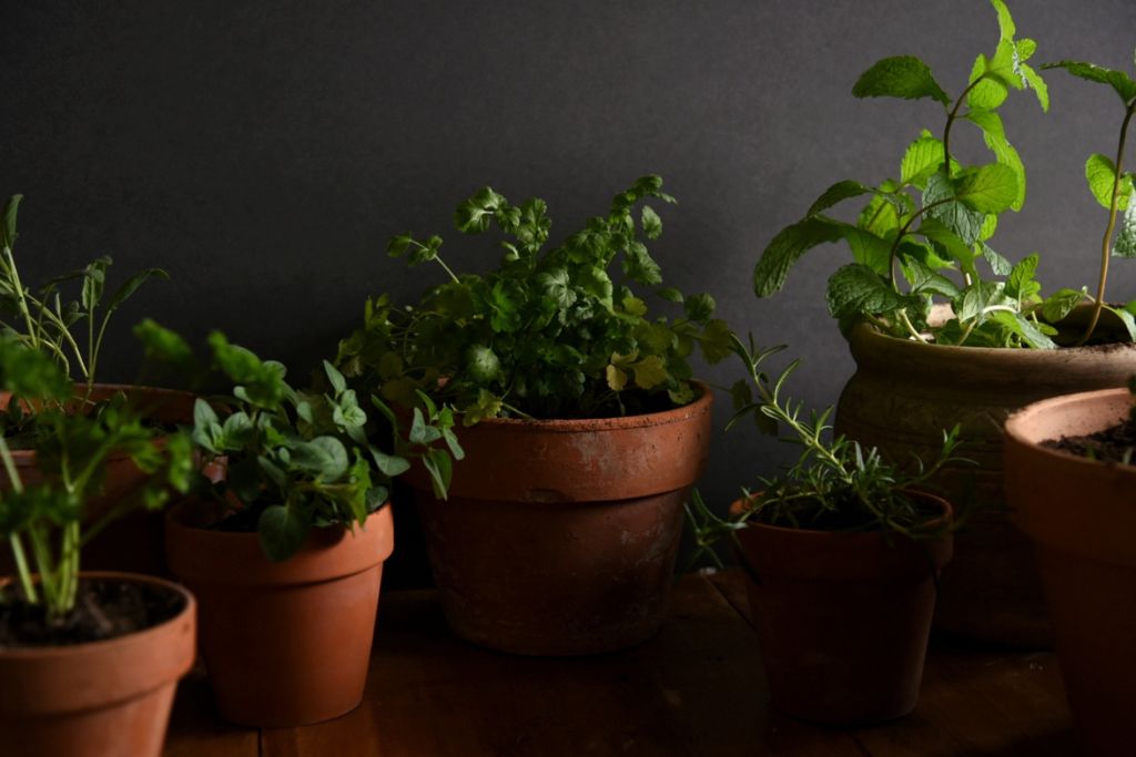 a bunch of potted herbs on a wooden counter top