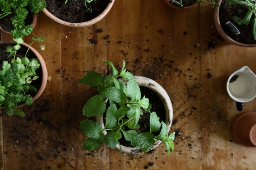 over head shot of potted mint surrounded by other potted herbs 
