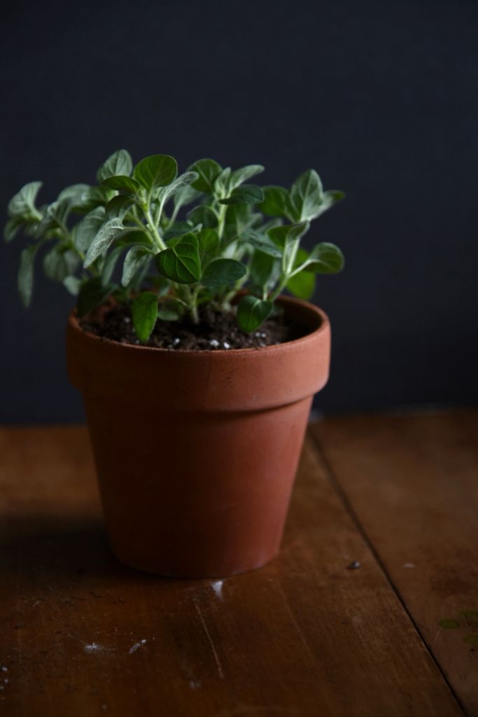 potted oregano herb on a wooden countertop 