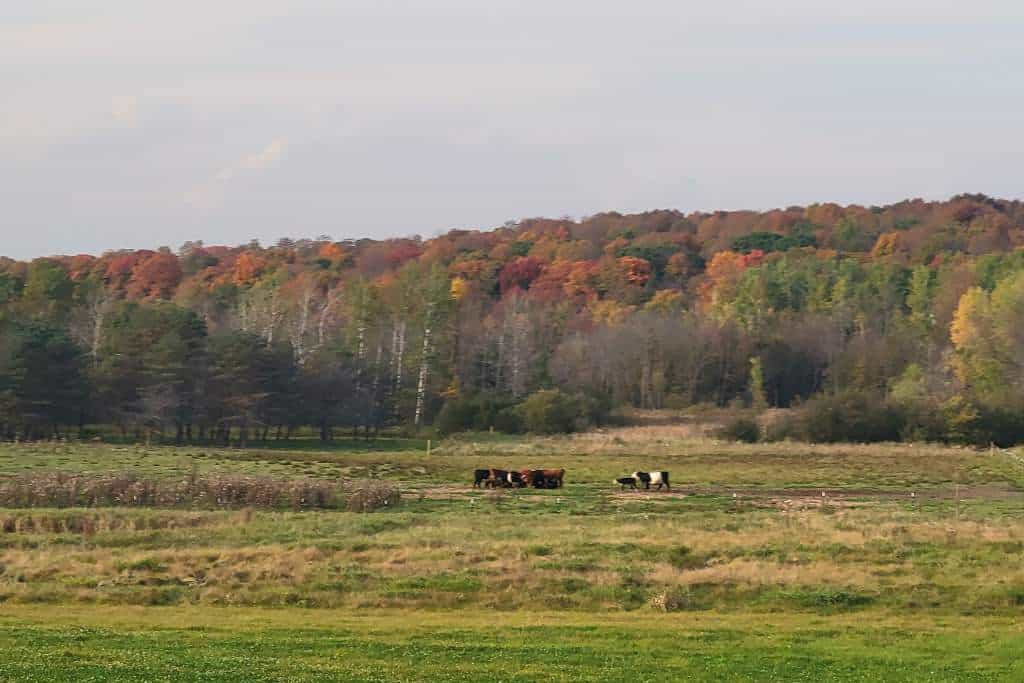 a herd of cows in a local farmers field.