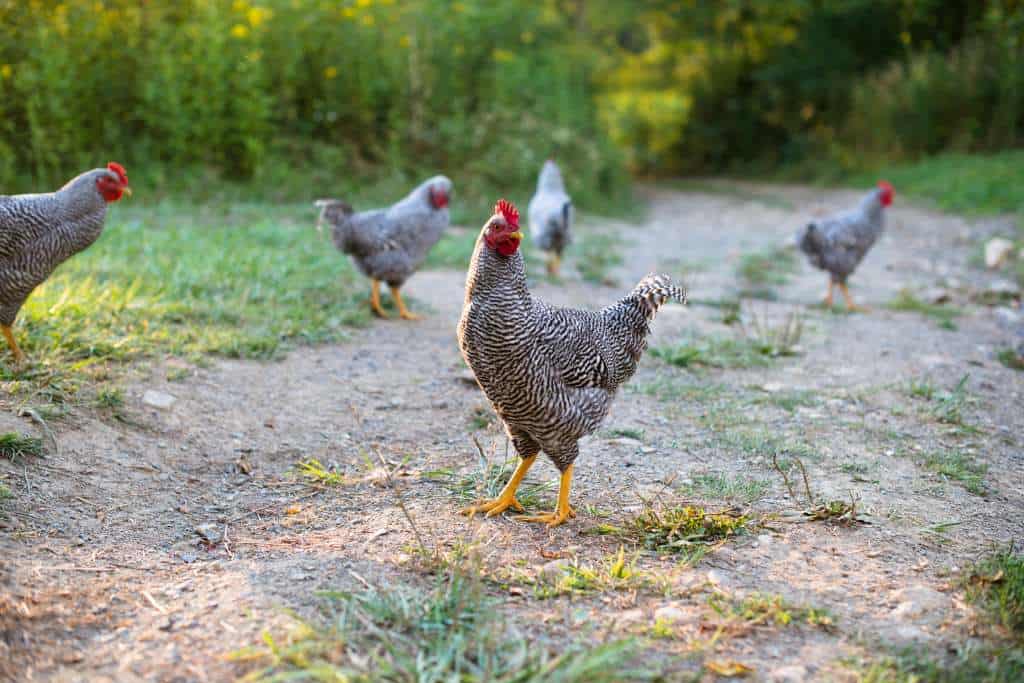 stock image of 5 black and white striped chickens, on a dirt path by some grass
