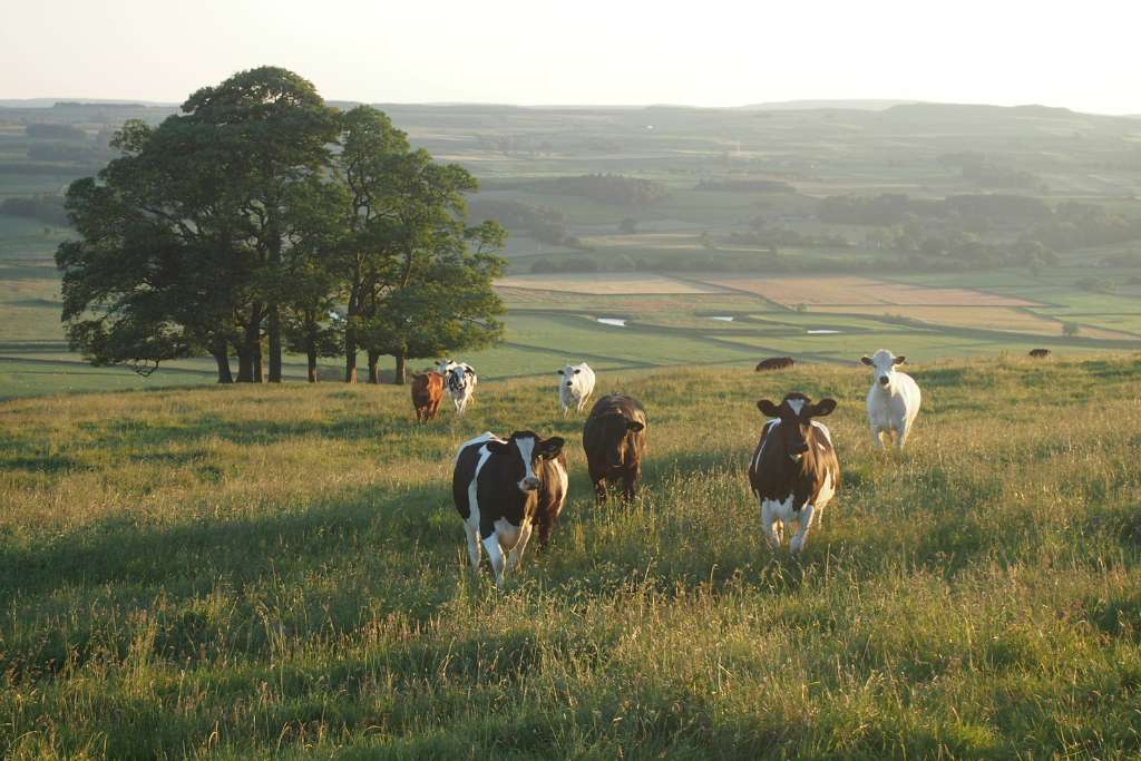 stock image of a herd of cows on a hill in the early morning, there is a tree on the hill, and you can see the farm land below the hill
