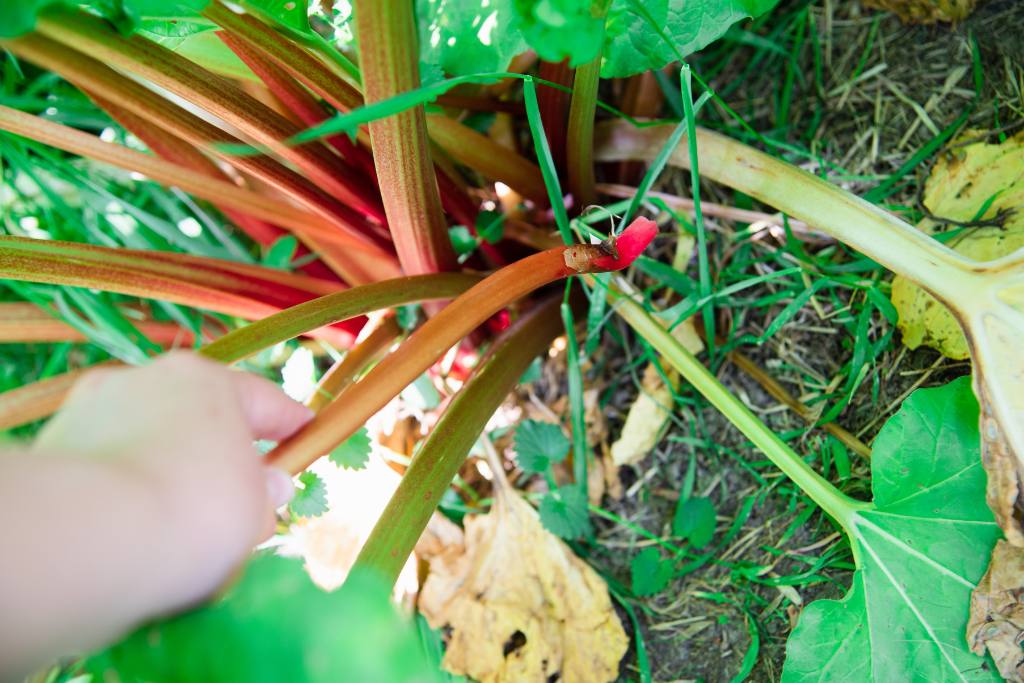 someone holding a picked stalk of rhubarb in front of a rhubarb plant